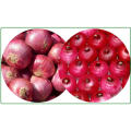 all year supply fresh red onion 4 - 10 cm shandong